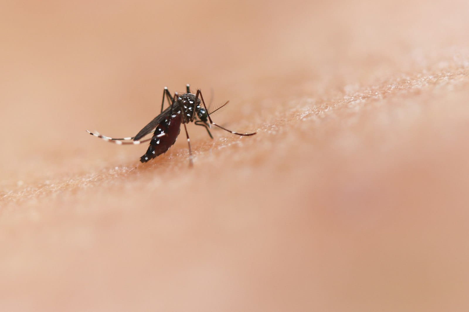 Un mosquito de patas rayadas posado sobre la piel, visto en primer plano.
