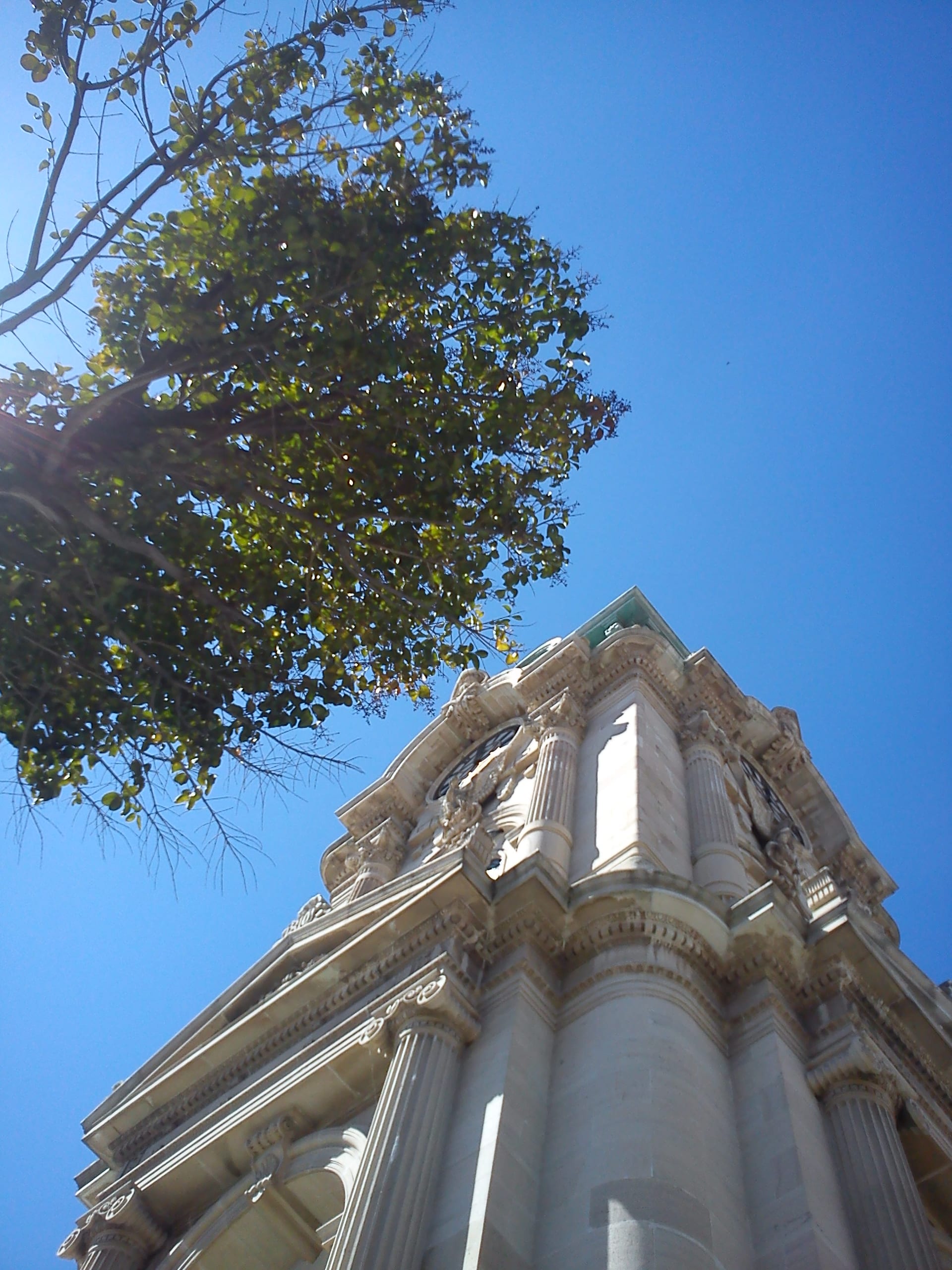 La torre del Reloj Monumental de Pachuca, fotografiada desde abajo entre las ramas de un árbol, contra un cielo despejado.