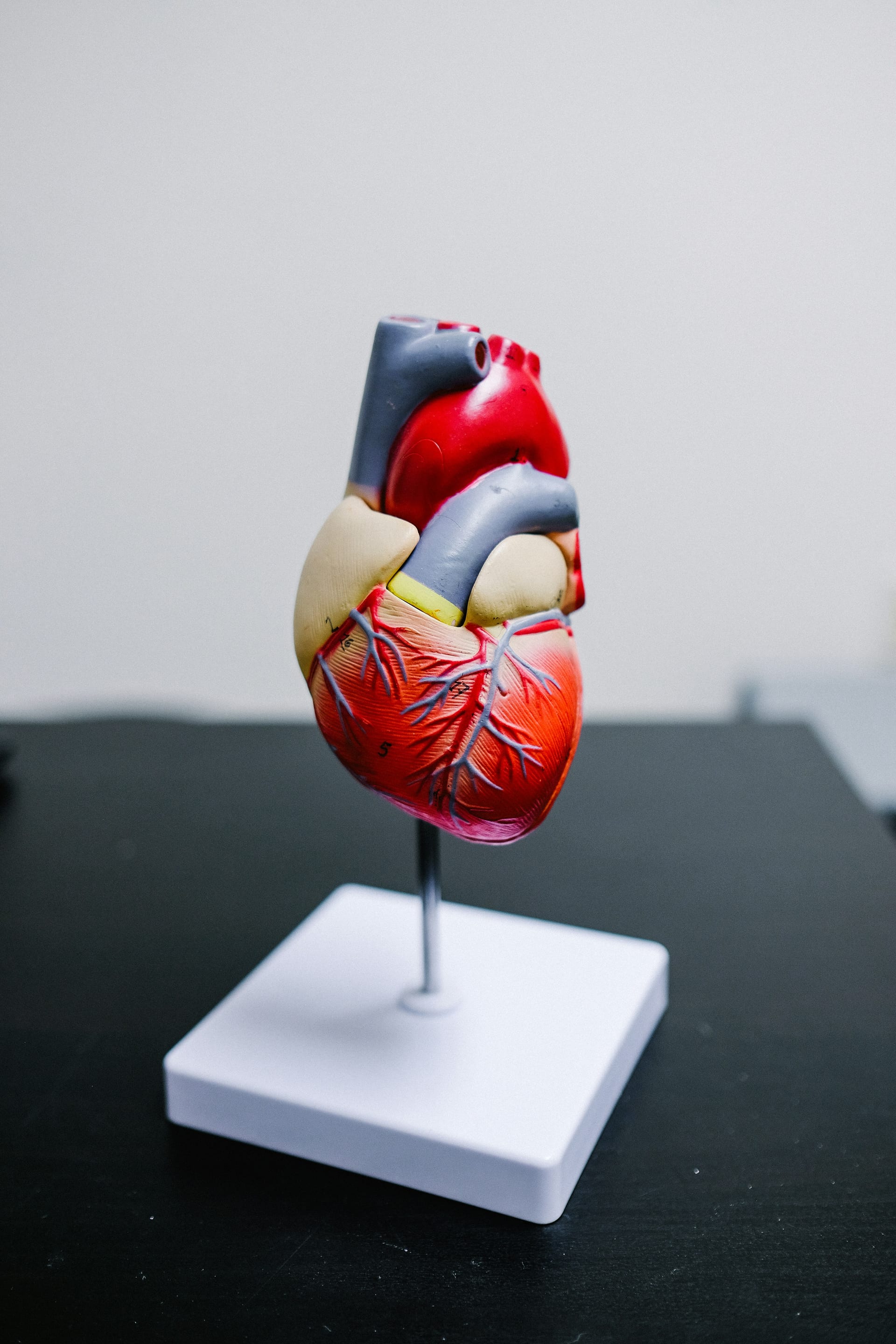 Modelo anatómico de un corazón humano, con sus arterias coronarias pintadas en rojo, sobre una base blanca.